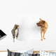 Cat and Dog around