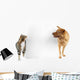 Cat and Dog around