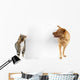 Cat and Dog around