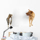 Cat and Dog around