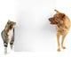 Cat and Dog around