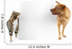 Cat and Dog around