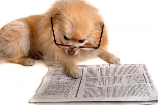 Dog Reads Newspaper Wall Decal