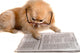 Dog Reads Newspaper Wall Decal