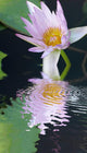 Water Lily Flower Wall Mural