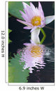 Water Lily Flower Wall Mural