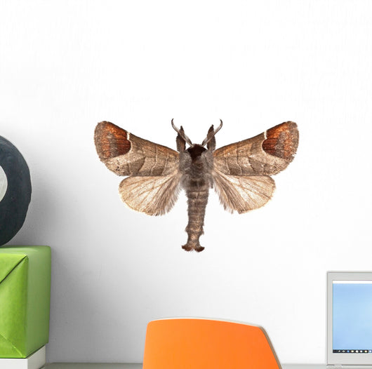Closter Curtula Wall Decal