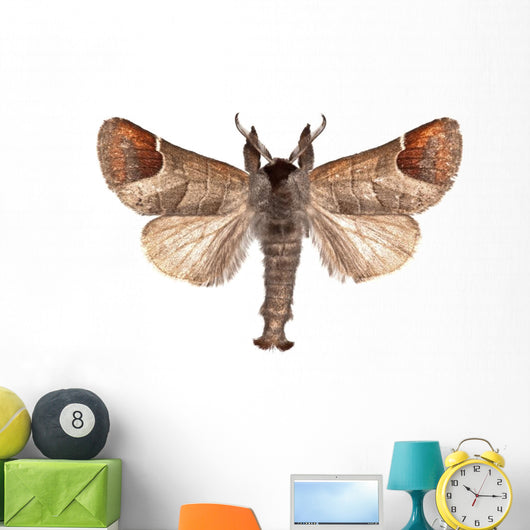 Closter Curtula Wall Decal