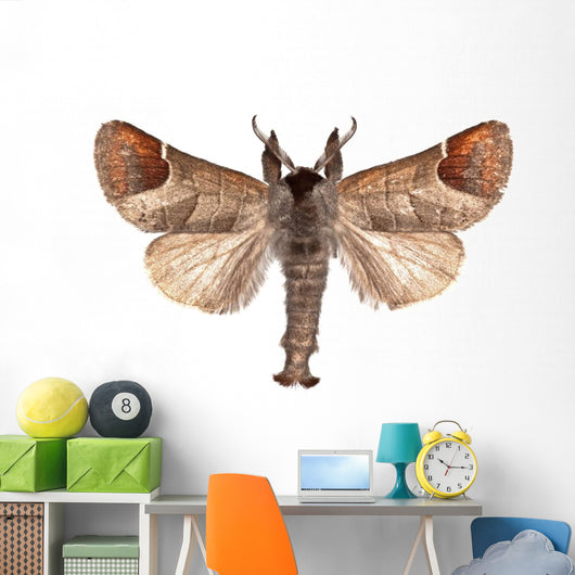 Closter Curtula Wall Decal