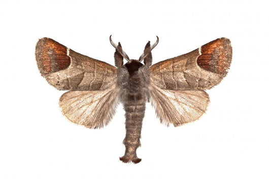Closter Curtula Wall Decal