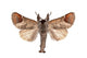 Closter Curtula Wall Decal