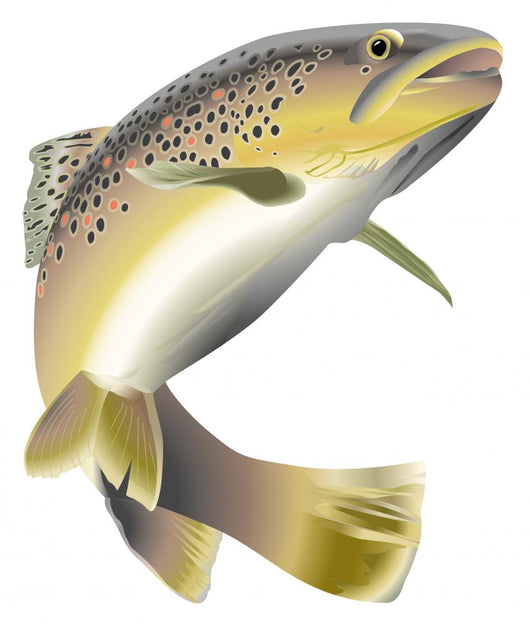 Fish Decals - Wildlife Trout Wall Decal