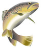 Fish Decals - Wildlife Trout Wall Decal