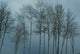 Trees after Snow Storm