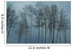Trees after Snow Storm
