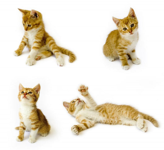 Cats Wall Decal