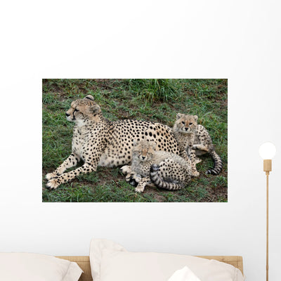Cheetah and Cubs Wall Mural shown on a wall