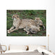 Cheetah and Cubs Wall Mural