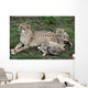 Cheetah and Cubs Wall Mural