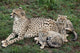Cheetah and Cubs Wall Mural