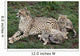 Cheetah and Cubs Wall Mural