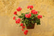 Red Geranium Wall Italy