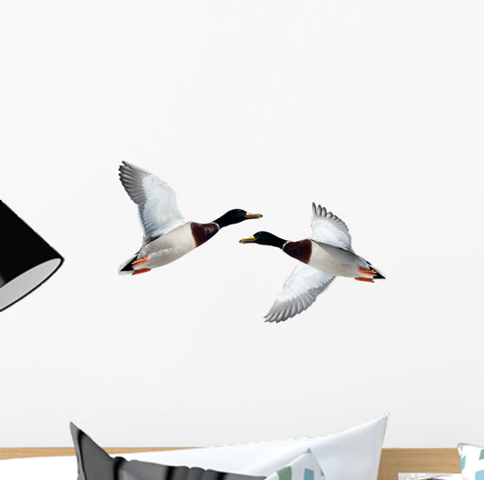 Mallard Anas Platyrhynchos Drake Wall Decal