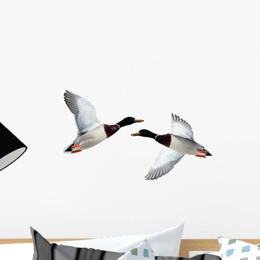 Mallard Anas Platyrhynchos Drake Wall Decal