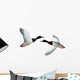 Mallard Anas Platyrhynchos Drake Wall Decal