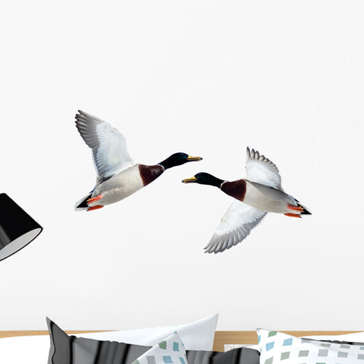 Mallard Anas Platyrhynchos Drake Wall Decal