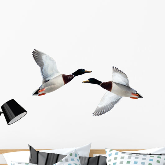 Mallard Anas Platyrhynchos Drake Wall Decal