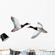 Mallard Anas Platyrhynchos Drake Wall Decal