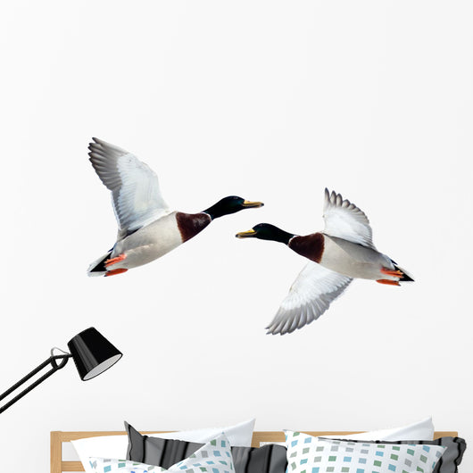 Mallard Anas Platyrhynchos Drake Wall Decal