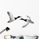 Mallard Anas Platyrhynchos Drake Wall Decal