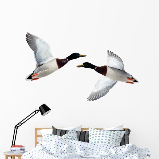 Mallard Anas Platyrhynchos Drake Wall Decal