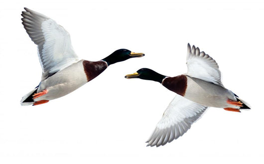 Mallard Anas Platyrhynchos Drake Wall Decal