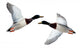 Mallard Anas Platyrhynchos Drake Wall Decal