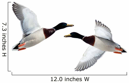 Mallard Anas Platyrhynchos Drake Wall Decal