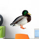 Anas Platyrhynchos Drake Wall Decal