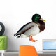Anas Platyrhynchos Drake Wall Decal