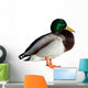 Anas Platyrhynchos Drake Wall Decal