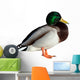 Anas Platyrhynchos Drake Wall Decal