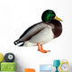 Anas Platyrhynchos Drake Wall Decal