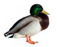 Anas Platyrhynchos Drake Wall Decal