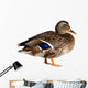 Duck White Wall Decal