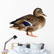 Duck White Wall Decal