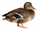 Duck White Wall Decal
