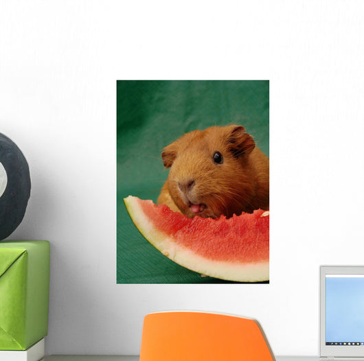 Meerschweinchen leckt an Melone Wall Mural