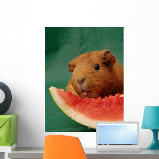 Meerschweinchen leckt an Melone Wall Mural