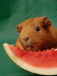 Meerschweinchen leckt an Melone Wall Mural
